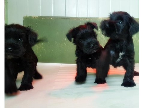 Minyatür Schnauzer Yavru