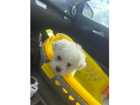 Maltese Terrier Boy Kilo Garantili Türkiye'nin En Seçkin Yavruları