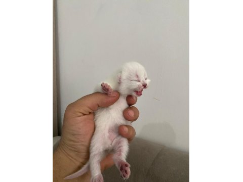 Yavru British Shorthair Safkan