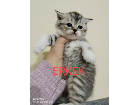 Rezerveye Açık Yavru Kedilerimiz