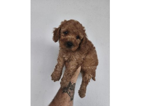 Toy Poodle Yavruları