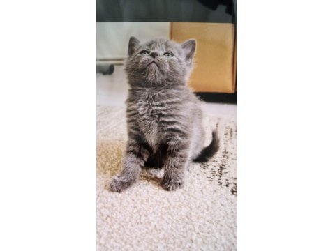 45 Günlük Lılac Ve Gri Scottish Fold Bebekler