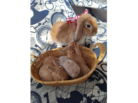 Mini Lop Orjinal Safkan Tavşan