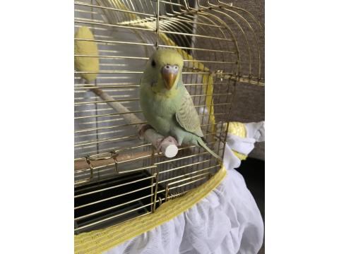 3-6 Aylık Arası Muhabbet Kuşu Bebişler