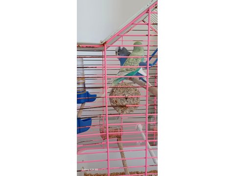 1 Yaşında 1 Dişi Ve 1 Erkek Muhabbet Kuşu