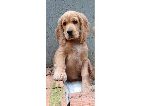 A Kalite Amerikan Cocker