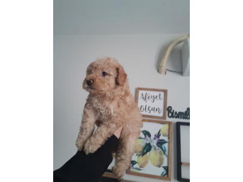 3 Aylık Apricot Toy Poodle Dişi Yavrumuz