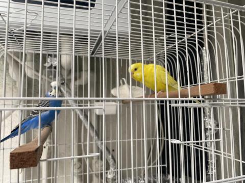 Çift Muhabbet Kuşu Kaçırmayın