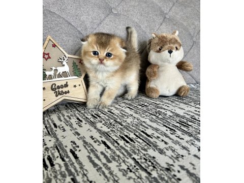 Gold Scottish Fold Yavrular Safkan