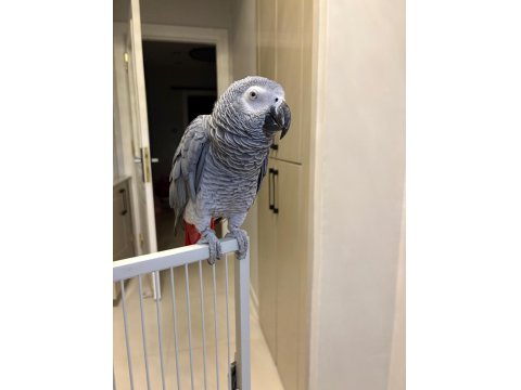 Evcil Jako Papağanı