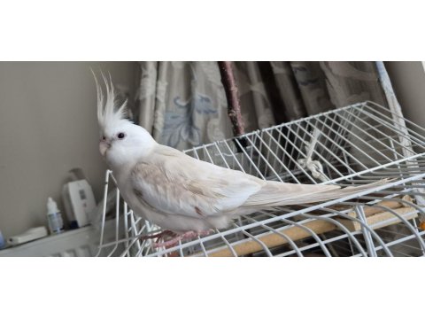 Dişi Jumbo Sultan Papağanı Albino