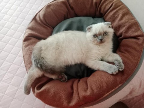 2 Buçuk Aylık Yavru Kedimiz