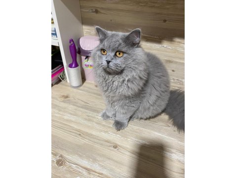 5 Aylık British Longhair
