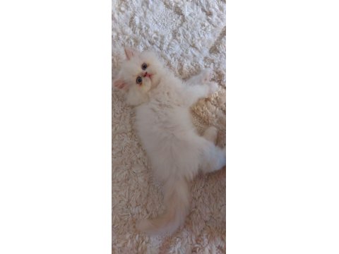 2 Aylık Erkek Bebek Köpeğimiz Yuva Arıyor