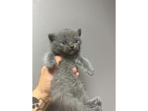 Safkan British Shorthair Bebeklerim