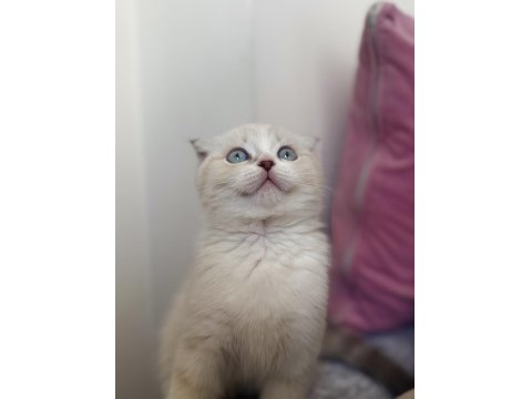 Scottish Fold Boncuğumuza Yuva Arıyoruz