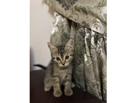 Rus-İran Kırması Yavru Kedimiz