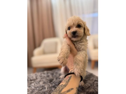 2 Aylık Maltipoo