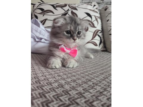 2 Aylık British Longhair Dişi