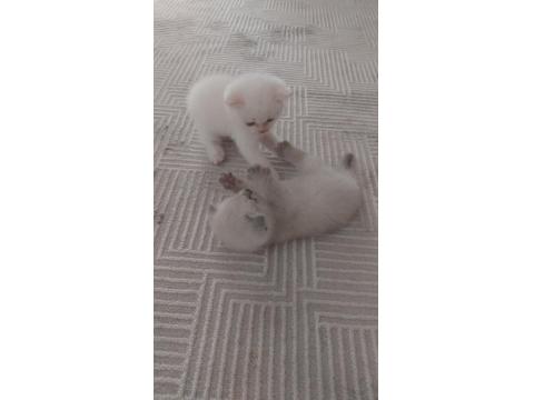 2 Adet Scottish 1 Adet British