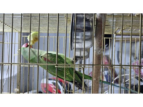 Jumbo Boy Alexander Papağanı