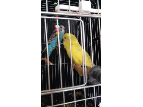 2 Aylık Muhabbet Kuşu Yavrular