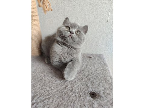 Ayı Surat Safkan Son British Shorthair Yavrumuz