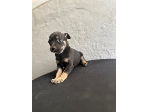 Safkan 0 Numara Minyatür Pinscher