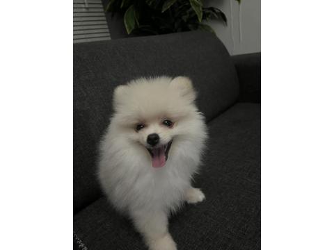 Köpeğimiz Hakkında Detaylı Bilgi İçin Arayınız