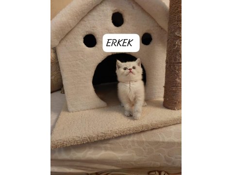 Lynx Point British Shorthair Paşam Hazır