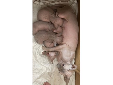 Safkan Kanada Sfenks Yavruları