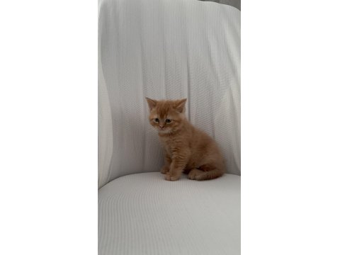 Bayram Şekeri Kedimiz