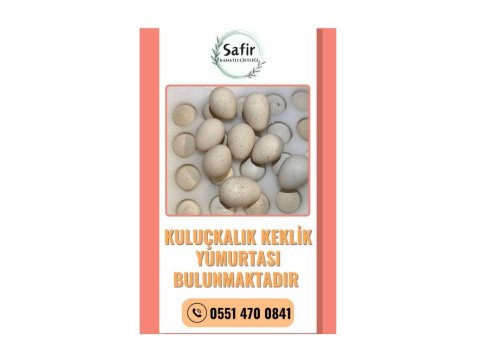 Kuluçkalık Keklik Yumurtaları