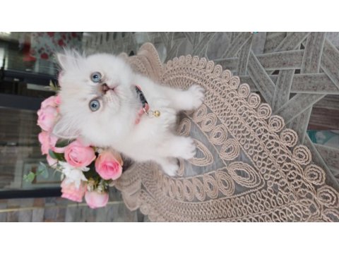 British 2 Aylık Kar Beyazı Maviş