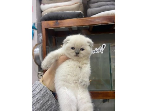 2 Aylık Scottish Fold Shorthair Yavru Kedilerimiz
