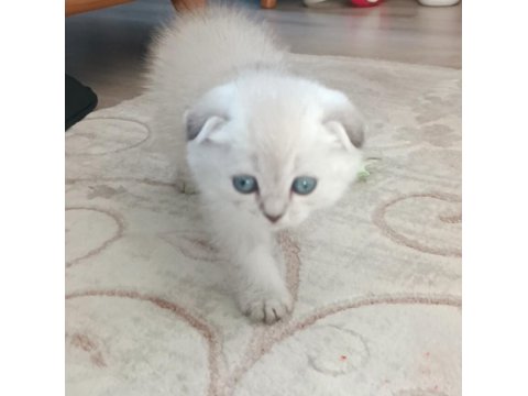 Scottish Fold Mavişimize Yuva Arıyoruz