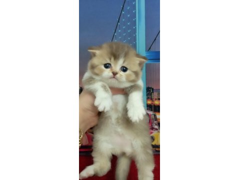 British Shorthair Yavrular