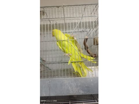 Prehistoricpets Garantisi İle Pakistan Papağanı