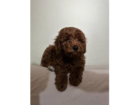 Red Brown Toy Poodle Yakışıklı Erkek