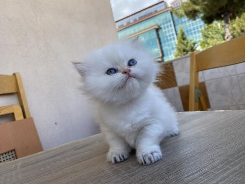 Blh Ny33 Kedimiz Yeni Ailesini Arıyor