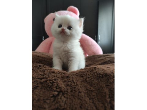 Golden Point Safkan British Shorthair Bebekler