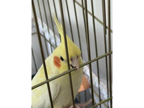 8 Aylık Sultan Papağanı Kafesi Ve Malzemeleriyle