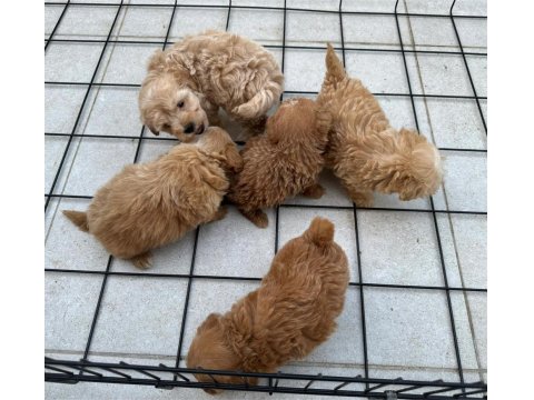 Sevimli Maltipoo Yavrularımız Yeni Ailelerini Bekliyor