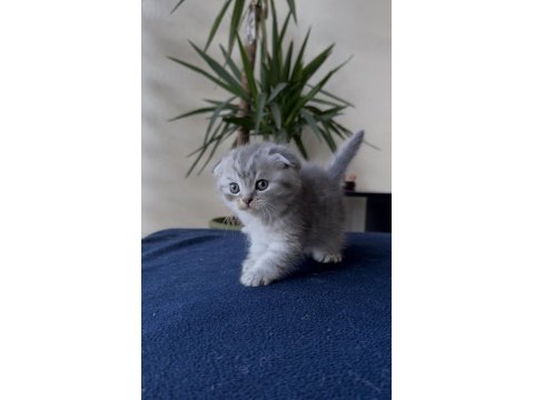 Premium Scottish Ve British Yavruları 45 Günlük