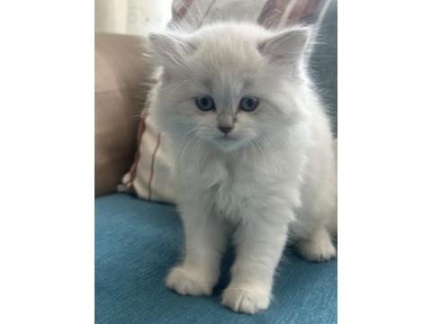 1.5 Aylık Mavi Gözlü British Longhair Yavru