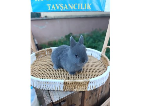 Hollanda Cüce Safkan Bir Aylık Tavşan Yavruları