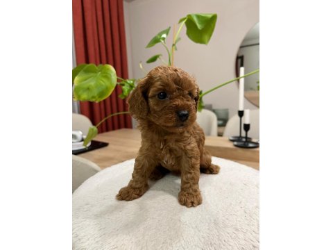 Red Brown Toy Poodle Yavru Bebekler (2 Mayıs Doğumlu)