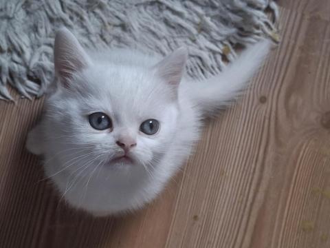 Mutlu, Sağlıklı, Neşeli, Safkan British Bebekler Yeni Evlerine Hazırlar