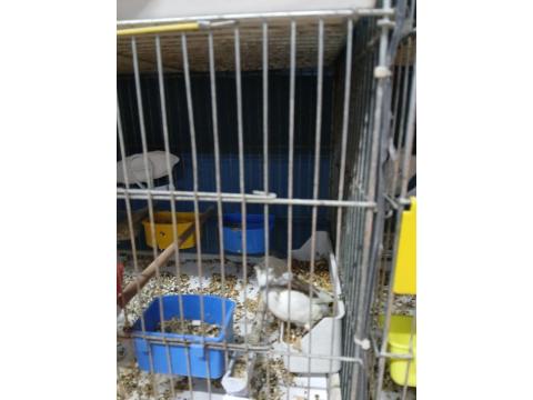 Üst Düzey Gloster Kanaryalar