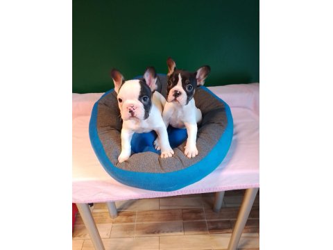 Biblo Gibi French Bulldog Yavrularımız